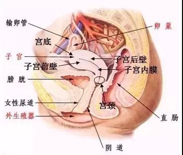 安徽阜陽市婦女兒童醫(yī)院： 有多少姑娘知道宮頸在哪？
