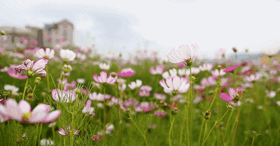 安徽：阜陽(yáng)市大田中學(xué)又一個(gè)花期，恰是你們歸來(lái)時(shí)……