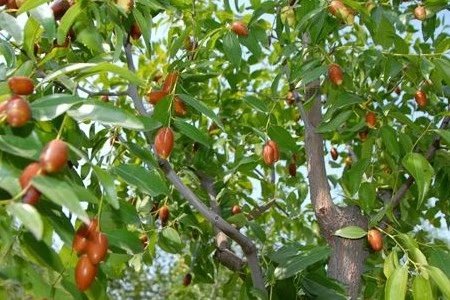 老宅門(mén)前那棵棗樹(shù)(散文)